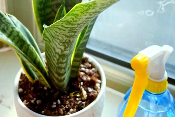 虎皮兰怎么浇水，不同季节的浇水方法不同