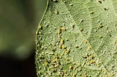 全国农技中心：棉花虫害警惕棉蚜，推荐双丙环虫酯、氟啶虫胺腈等药剂防治