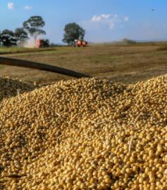 6.8万吨巴西大豆抵港 货轮顺利靠泊广州粮通公司