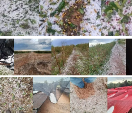 巴西最大咖啡产区遭遇罕见冰雹天气，咖啡作物造成严重损失