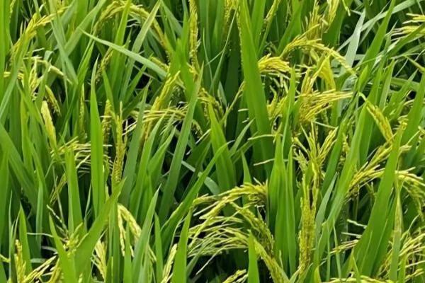 水稻抽穗期遇到高温有影响吗