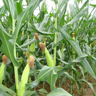 秋粮生产进入产量形成关键期，水稻玉米大豆″一喷多促″实施指南