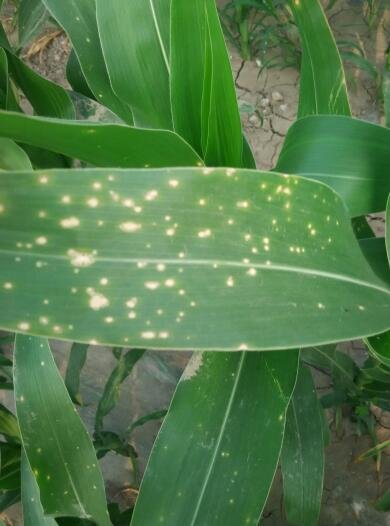 玉米白斑病8月中下旬需重点防范