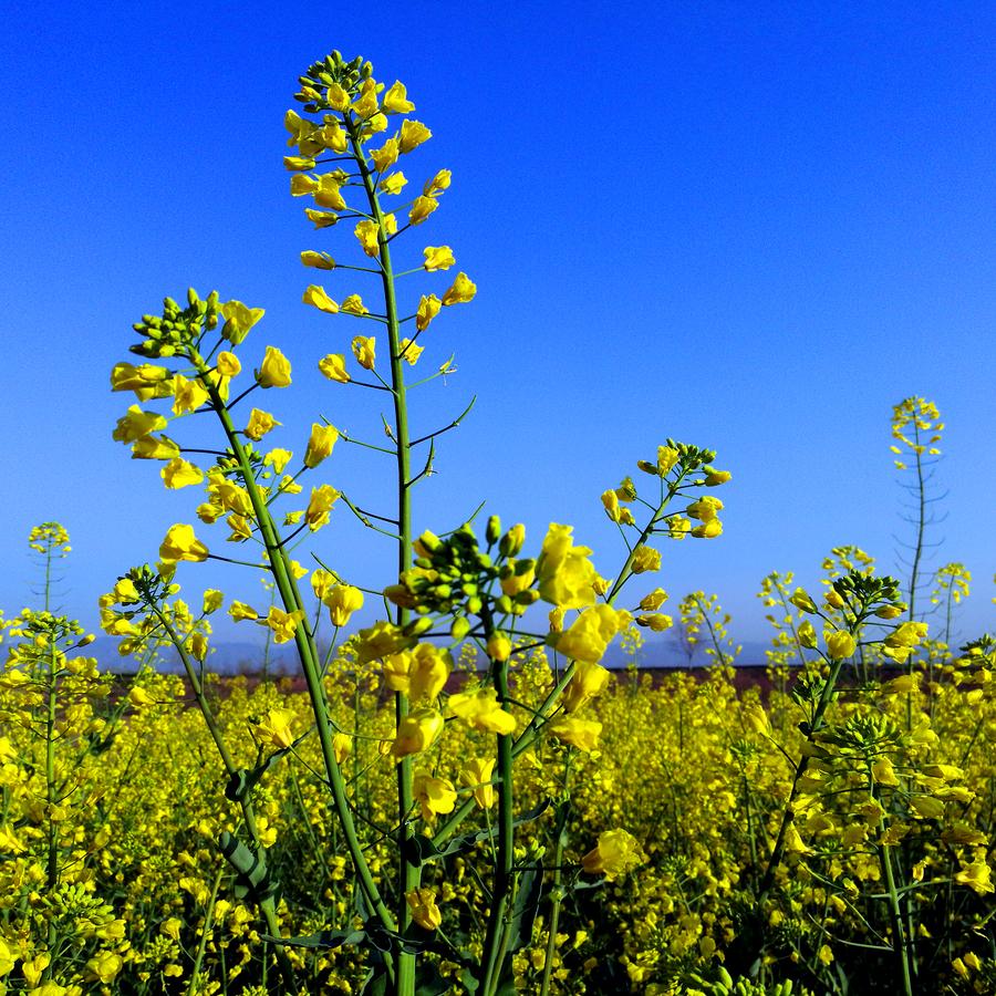 我国高纬度特短生育期油菜育种获重大突破