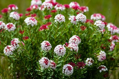 甘肃国力生物年产240吨狼毒素等生物农药生产线扩建项目验收公示