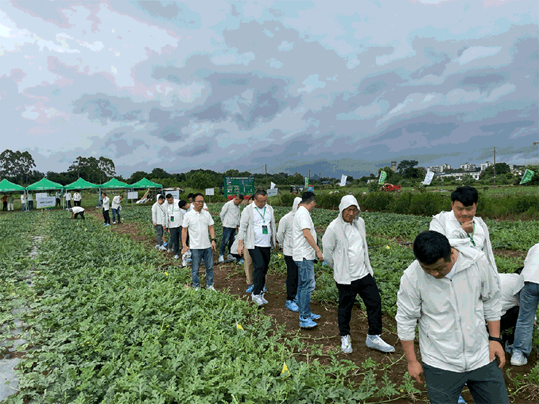 柑橘保鲜・全能富帅®