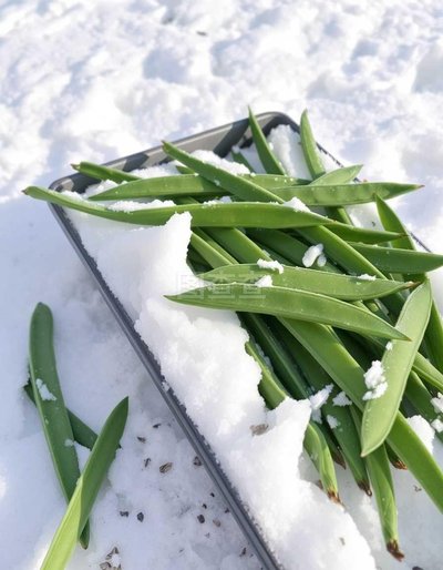 中山大学科研团队从雪豌豆里发现″天然杀虫剂″