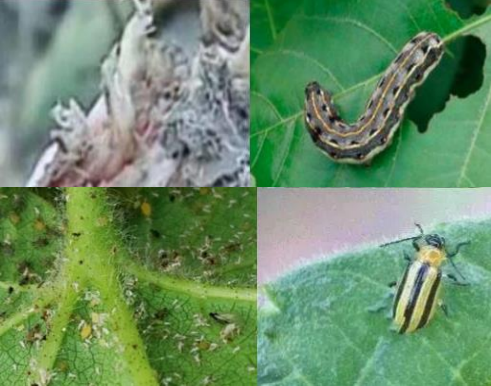 虫害″彻底″解决方案来了！26%噻虫胺·高效氟氯氰菊酯，地下地上全清空！