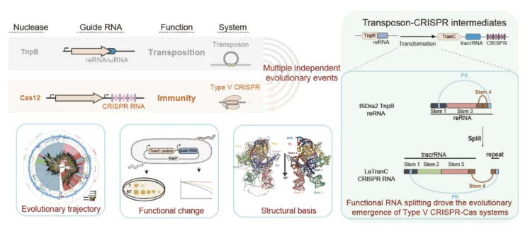齐禾生科联合开发具有完全自主知识产权的基因编辑底层工具 TranC 系统
