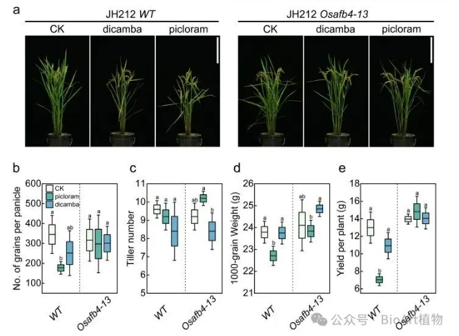 浙江大学/中国水稻研究所通过基因编辑培育出抗毒莠定和麦草畏的水稻新种质