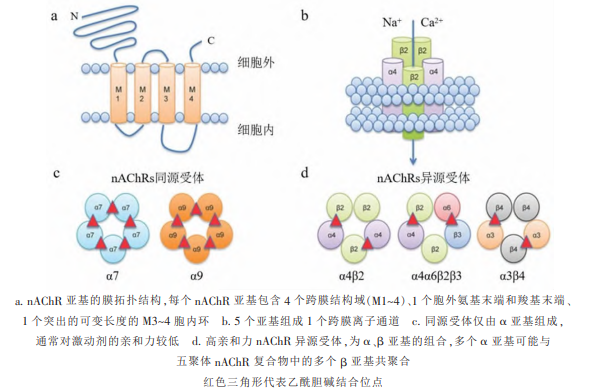 多杀菌素类杀虫剂：靶向nAChRs的开发应用实践与作用机制创新研究